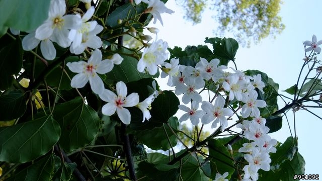 苗栗 三義 銅鑼 油桐花騎跡 (圖多)
