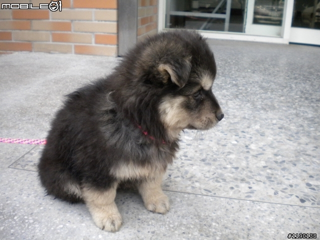歡迎愛心認養(新竹縣收容所)----毛毛小幼犬(已認養)