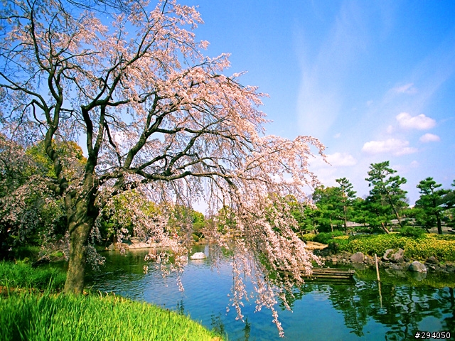 名古屋賞櫻