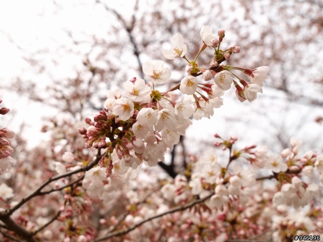 日本3/27-3/31照片分享一下