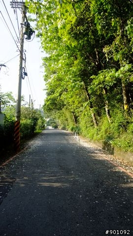 苗栗 三義 銅鑼 油桐花騎跡 (圖多)