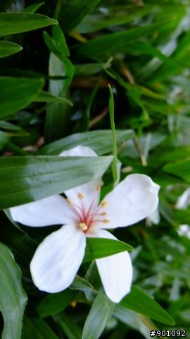 苗栗 三義 銅鑼 油桐花騎跡 (圖多)