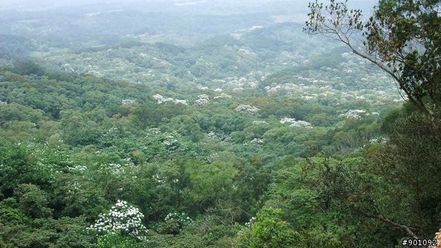 苗栗 三義 銅鑼 油桐花騎跡 (圖多)