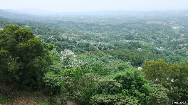 苗栗 三義 銅鑼 油桐花騎跡 (圖多)