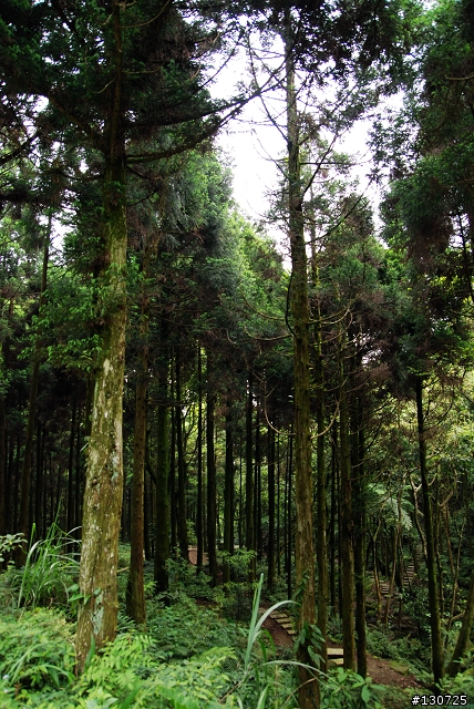[三峽]桐花來了竹崙路+三層坪+熊空休閒農場