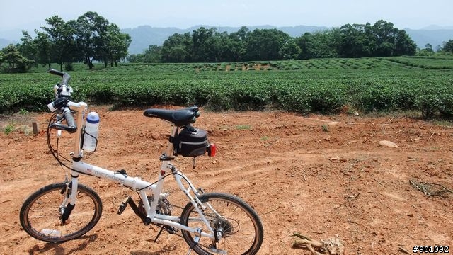 苗栗 三義 銅鑼 油桐花騎跡 (圖多)