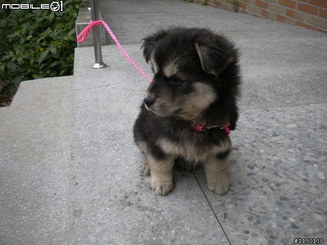 歡迎愛心認養(新竹縣收容所)----毛毛小幼犬(已認養)
