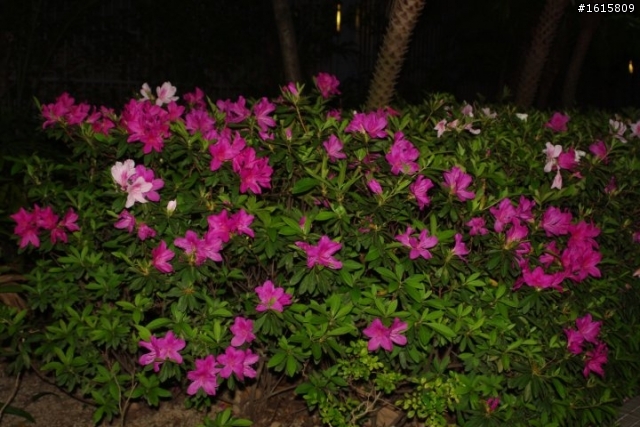 PENTAX K-X + sigma 28-105mm f2.8-4 再試日間照 希望有毒
