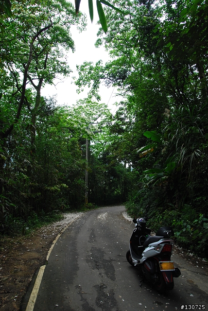 [三峽]桐花來了竹崙路+三層坪+熊空休閒農場