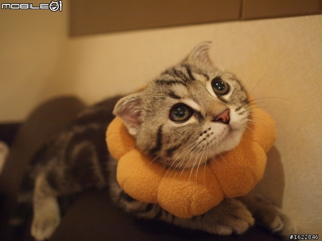 [分享] 超酷的波提獅項圈