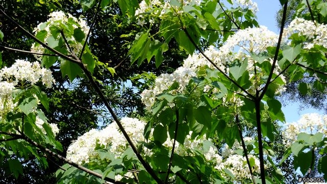 苗栗 三義 銅鑼 油桐花騎跡 (圖多)