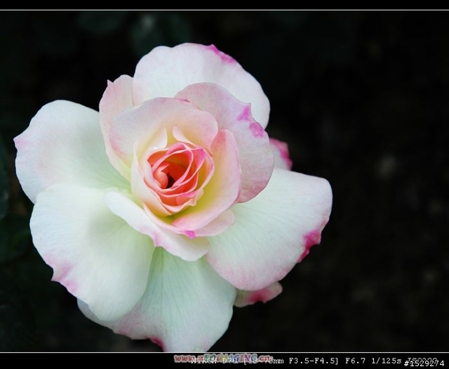 花花草草