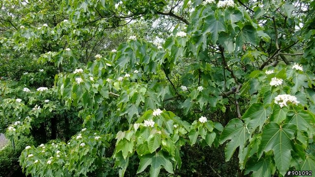 苗栗 三義 銅鑼 油桐花騎跡 (圖多)