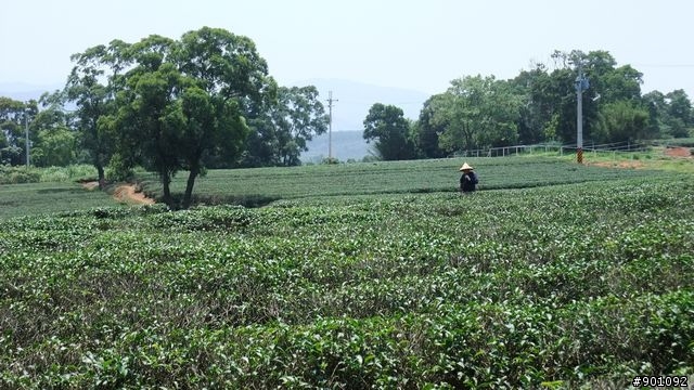苗栗 三義 銅鑼 油桐花騎跡 (圖多)