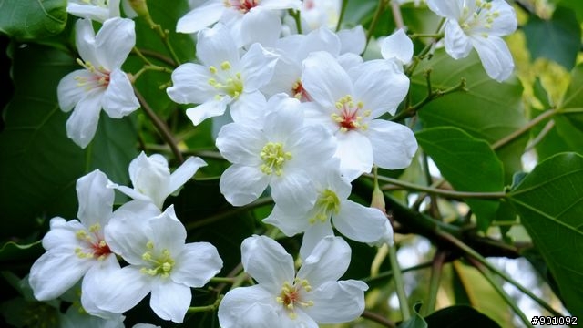 苗栗 三義 銅鑼 油桐花騎跡 (圖多)