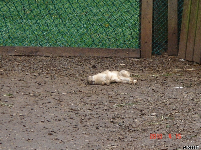 [殘忍]動物們的悲慘下場