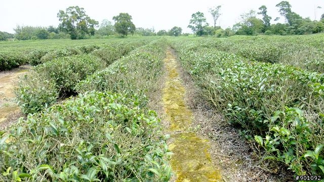 苗栗 三義 銅鑼 油桐花騎跡 (圖多)