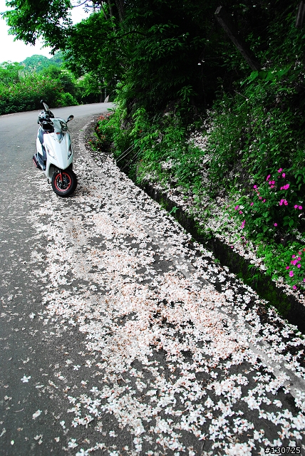 [三峽]桐花來了竹崙路+三層坪+熊空休閒農場