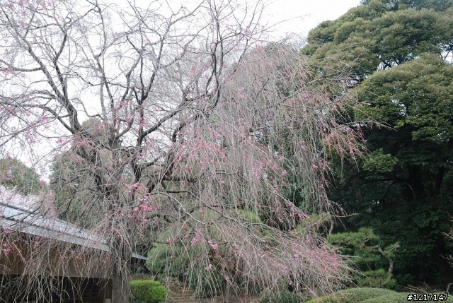 東京自由行9天8夜分享文(更新至Day3)