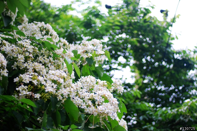 [三峽]桐花來了竹崙路+三層坪+熊空休閒農場