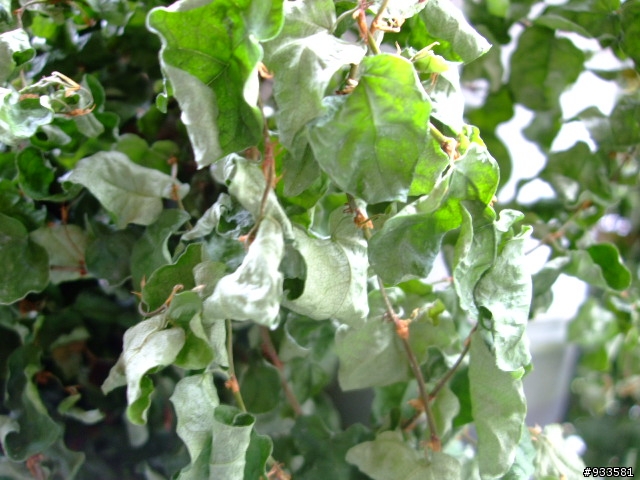 植物達人.救救我的800元!