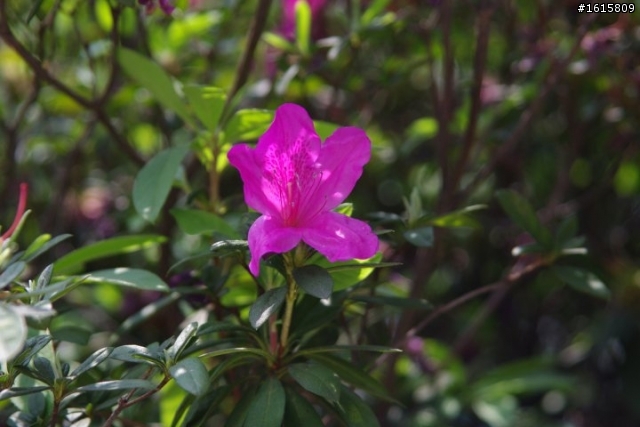 PENTAX K-X + sigma 28-105mm f2.8-4 再試日間照 希望有毒