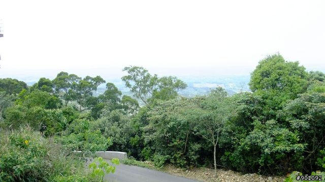 苗栗 三義 銅鑼 油桐花騎跡 (圖多)