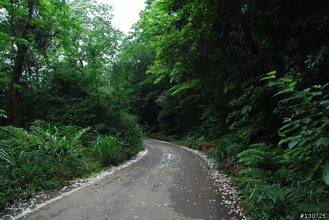 [三峽]桐花來了竹崙路+三層坪+熊空休閒農場