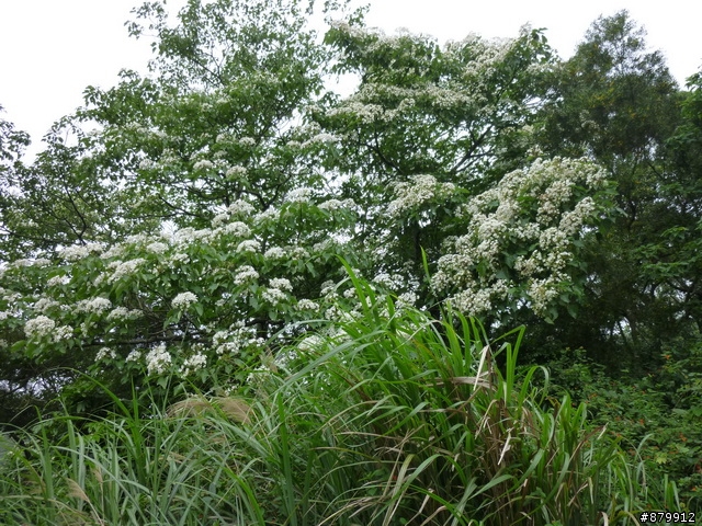 990424 小紅與我遊桐花