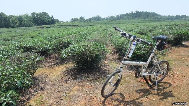 苗栗 三義 銅鑼 油桐花騎跡 (圖多)