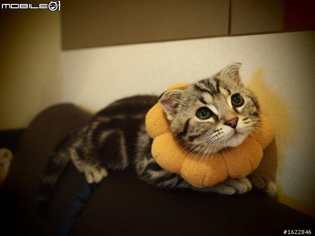 [分享] 超酷的波提獅項圈