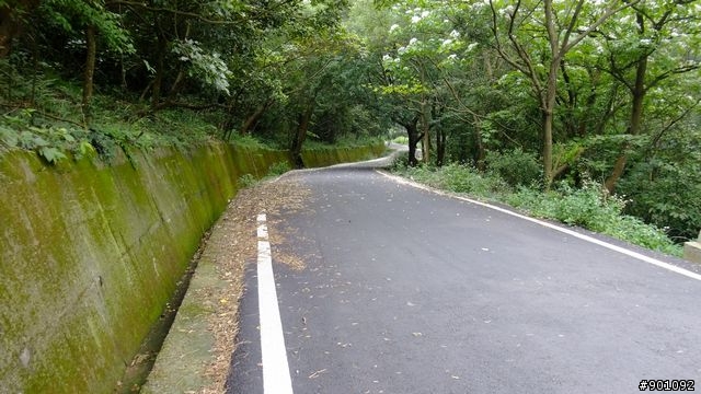 苗栗 三義 銅鑼 油桐花騎跡 (圖多)