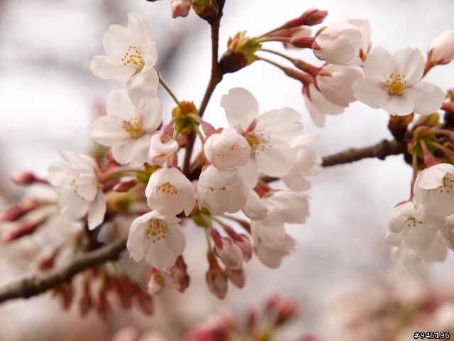 日本3/27-3/31照片分享一下