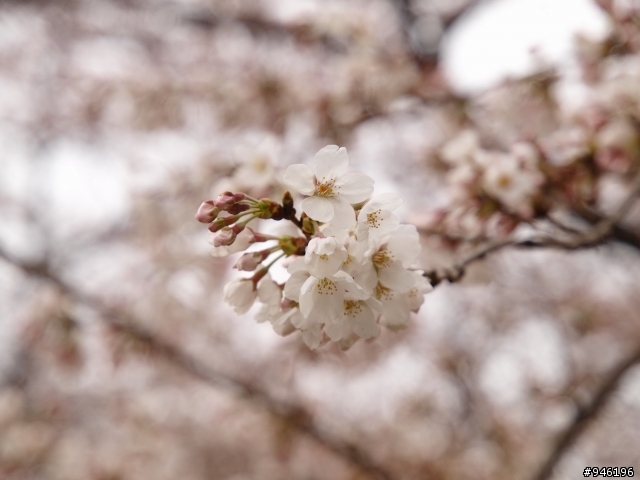 日本3/27-3/31照片分享一下