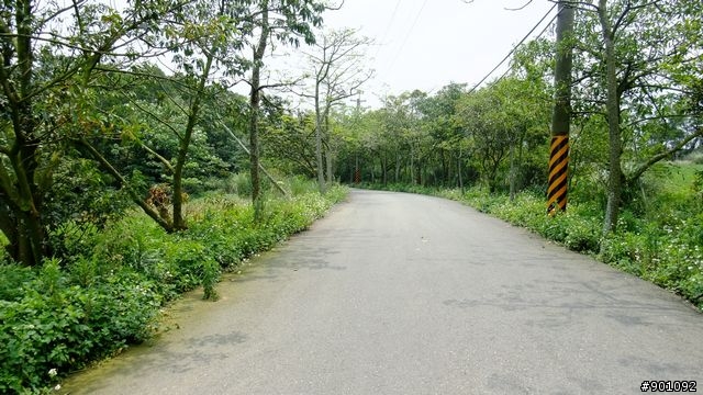 苗栗 三義 銅鑼 油桐花騎跡 (圖多)