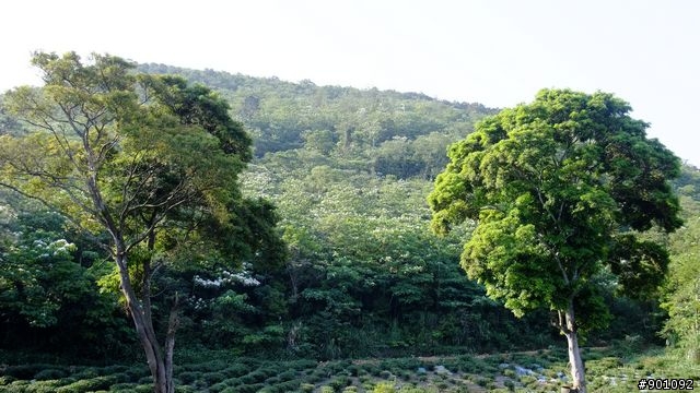 苗栗 三義 銅鑼 油桐花騎跡 (圖多)
