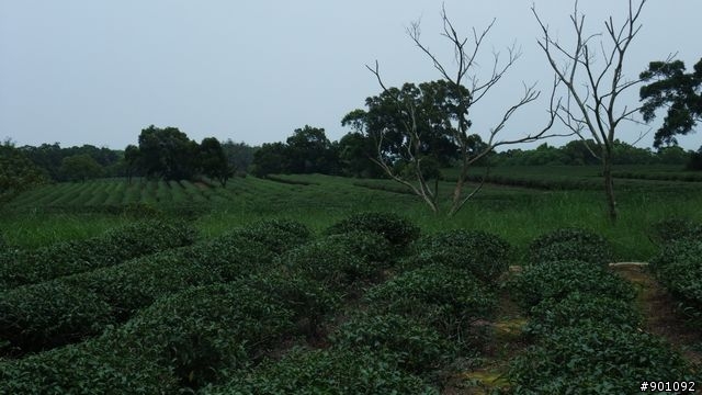 苗栗 三義 銅鑼 油桐花騎跡 (圖多)