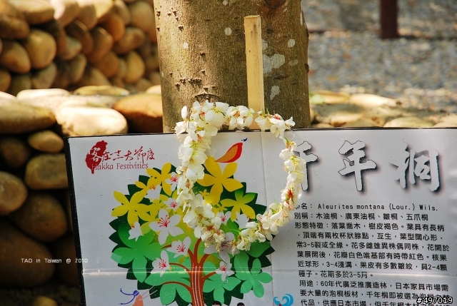 2010 桐花季 挑水古道 (4月9日 花況)新增(4月16日 花況)