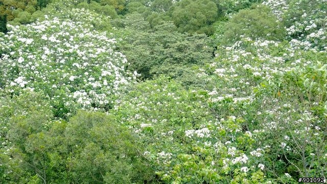 苗栗 三義 銅鑼 油桐花騎跡 (圖多)