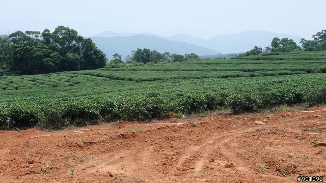 苗栗 三義 銅鑼 油桐花騎跡 (圖多)