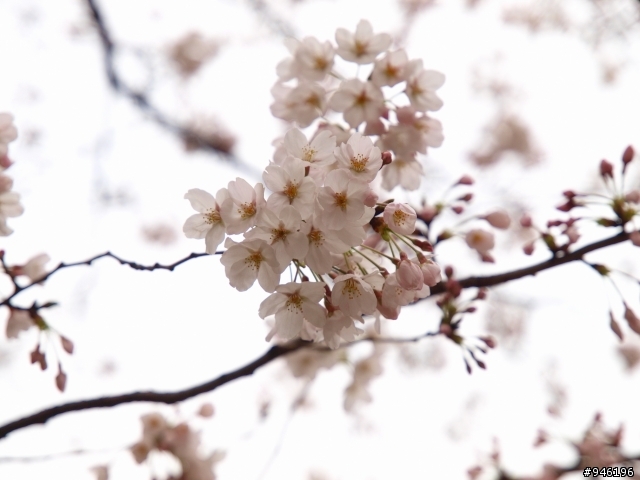 日本3/27-3/31照片分享一下