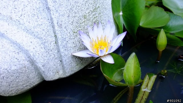 苗栗 三義 銅鑼 油桐花騎跡 (圖多)