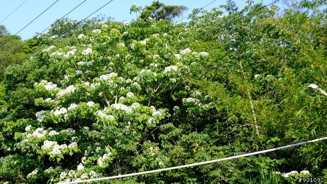 苗栗 三義 銅鑼 油桐花騎跡 (圖多)
