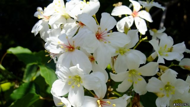 苗栗 三義 銅鑼 油桐花騎跡 (圖多)