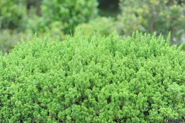 [分享] Nikon AF DC-Nikkor 105mm f/2D 開箱文