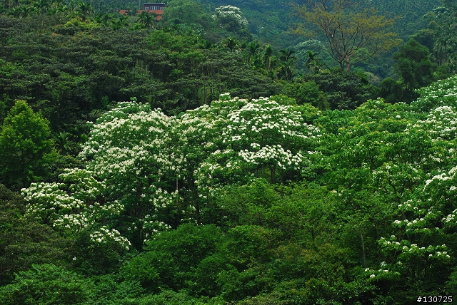 [三峽]桐花來了竹崙路+三層坪+熊空休閒農場