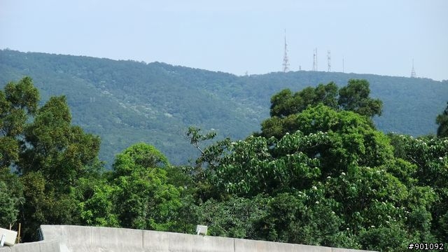 苗栗 三義 銅鑼 油桐花騎跡 (圖多)