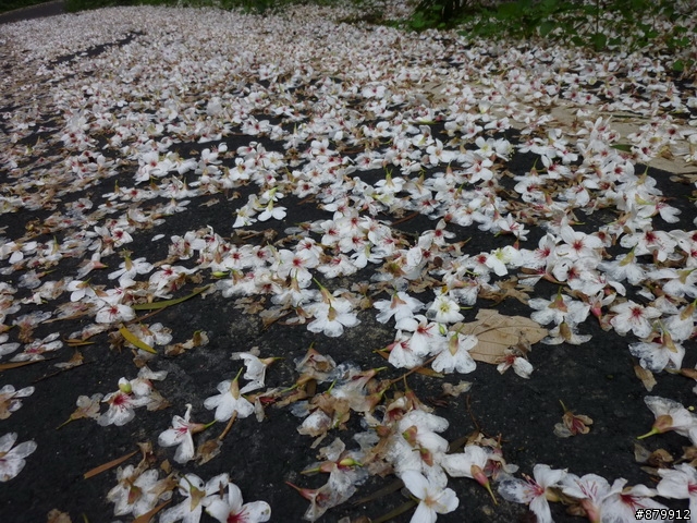 990424 小紅與我遊桐花