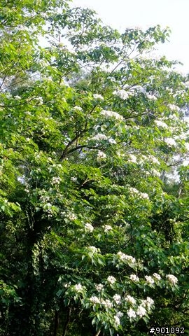 苗栗 三義 銅鑼 油桐花騎跡 (圖多)