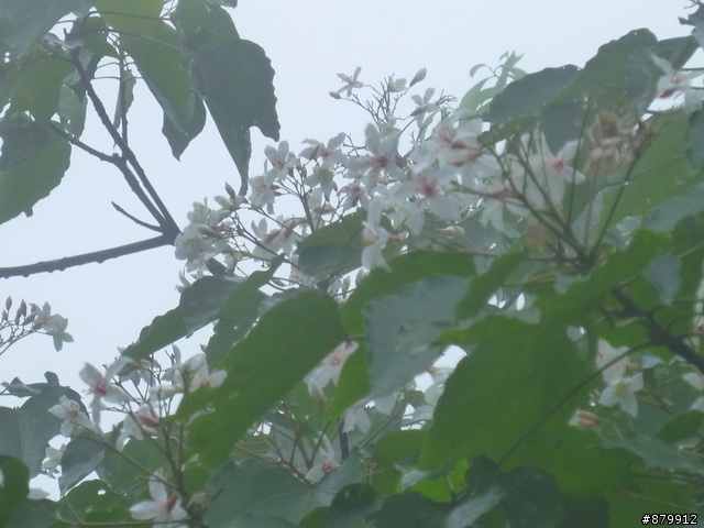 990424 小紅與我遊桐花